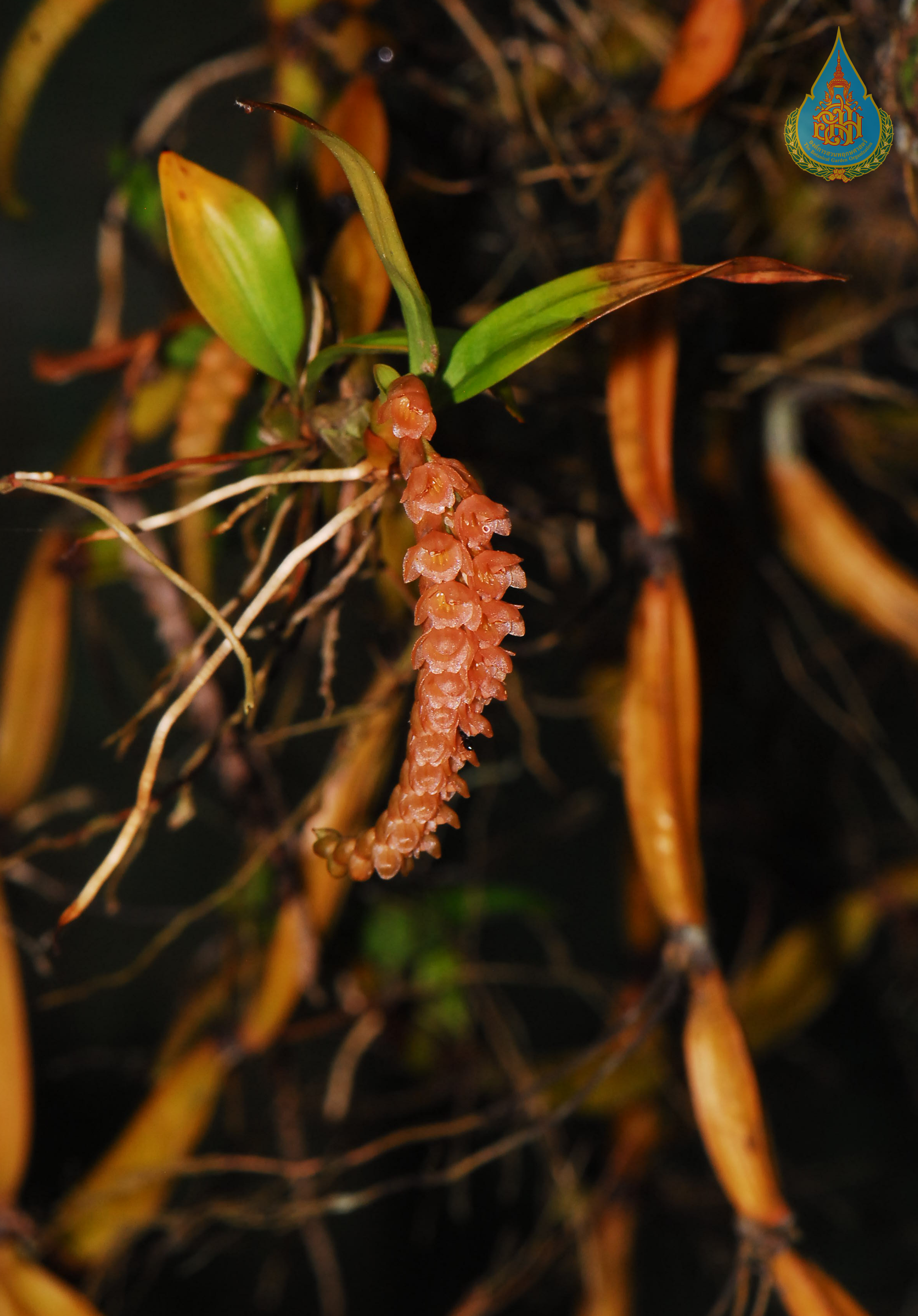 เอื้องต่อลำเหลี่ยม Pholidota recurva Lindl.<br/>ORCHIDACEAE